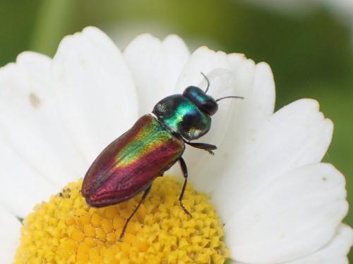Réf. 328 634 : Anthaxia fulgurans